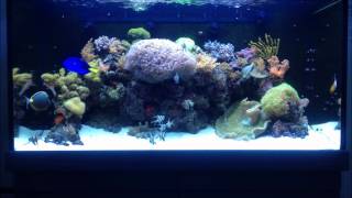 Red Sea MAX SLine display aquarium [upl. by Portwine832]