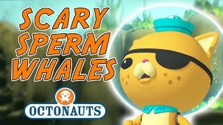 Octonauts  Scary Sperm Whales  Outnumbered [upl. by Odrawde]