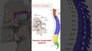 Posterior longitudinal ligament VERTEBRAL COLUMN BIOMECHANICS [upl. by Eillim339]