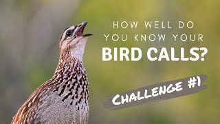 How well do you know your Southern African bird calls  Challenge no1 [upl. by Maryrose]