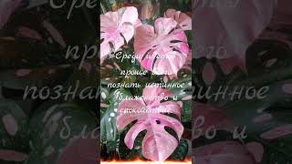 🍀Цветы цитата 🌿рекомендации plants flowers garden [upl. by Annekcm780]