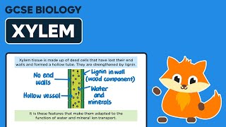 Xylem  GCSE Biology [upl. by Sommer]