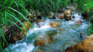 Flowing River Sounds for Study Focus and Relaxation  ASMR Ambience [upl. by Zachery]