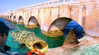 GOLIATH GROUPER AND BULL SHARK  Fishing Florida Keys Bridges [upl. by Hackathorn]