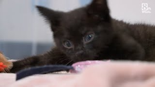 Kitten with wobbly cat syndrome saved from being euthanized [upl. by Thorr318]