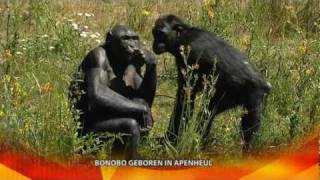 TV Apeldoorn Nieuws  Bonobo geboren in Apenheul [upl. by Hanahsuar]