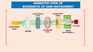 Tamil Animated SCANNING ELECTRON MICROSCOPY SEM PRINCIPLE INSTRUMENT uses 2 TYPES optical microscope [upl. by Haisoj]