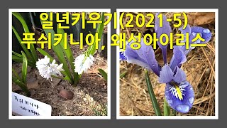 1년 키우기215  푸쉬키니아와 왜성아이리스 This is a picture of the Puschkinia and Iris growing in on year [upl. by Suanne85]