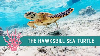 All about the HAWKSBILL Sea Turtle  learn fun facts about this unique species [upl. by Manlove749]