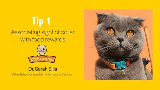 How to get a cat get used to wearing a collar [upl. by Boswall]