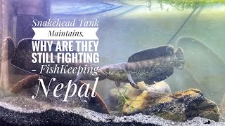 Snakehead Tank Maintains Why are they still fighting  FishKeeping Nepal [upl. by Notnek]