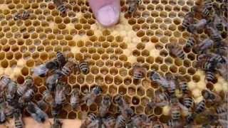 Bees Capped Brood Capped Honey and Nectar in Comb [upl. by Enelcaj]