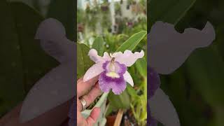 LC Final Blue Cattleya Orchid problem blooming orchidflower plants flower [upl. by Curr]