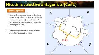 cholinergics E part9 [upl. by Nnairrek]