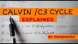 CALVIN CYCLE  C3 CYCLE  BY PHANINDRA GUPTA [upl. by Celestyna]