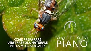 Come fare una trappola naturale per la mosca olearia  Raffaele Piano [upl. by Ahseina686]