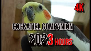 4K Cockatiel Companion 3 Hours of Birds for your Cockatiel [upl. by Chari988]