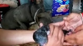 Delivered Puppy  How to Help Dog Mother if Puppy Stuck in Birth Canal [upl. by Gerty]