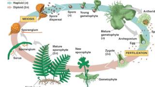 Fern Life Cycle [upl. by Elesig]