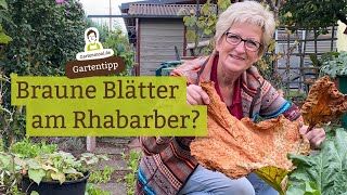 Rhabarber bekommt braune Blätter  Warum Was tun [upl. by Arondel764]