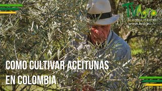 Como Cultivar Aceitunas en Colombia  TvAgro por Juan Gonzalo Angel [upl. by Vassili724]