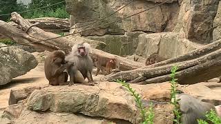 Hamadryas Baboon family in Berlin Zoo [upl. by Nayab882]