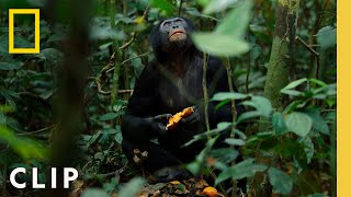 Bonobos Hunt Down Colobus Monkeys  Queens  National Geographic [upl. by Fenny]