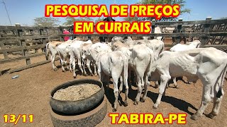 Preços de gado nos currais em TabiraPE 131124 Parte 2 [upl. by Inavoy502]