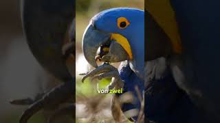 Brasilien ‒ Blaue Riesenpapageien brasilien vogel wildlife [upl. by Rosabel]