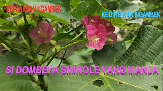 TEMPAT YANG SESUAI DOMBEYA SEMINOLE BERBUNGA TERUS [upl. by Debby]