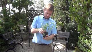 How to Grow and Care Winter jasmine [upl. by Senalda]