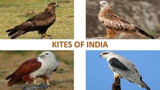 Kites of India 🇮🇳  Raptors  Indian Birds [upl. by Marcin]