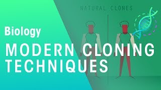 Modern Cloning Techniques  Genetics  Biology  FuseSchool [upl. by Lauer]