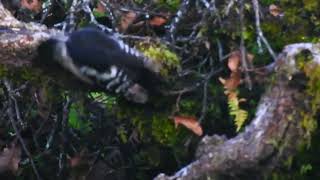 birds himalayan woodpeckerbird negi wildlife choptachandrahsilatungnathtrek [upl. by Deedahs]