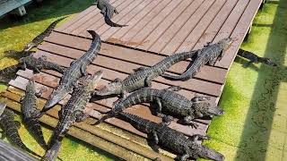 gatorland Orlando fl [upl. by Adnouqal678]