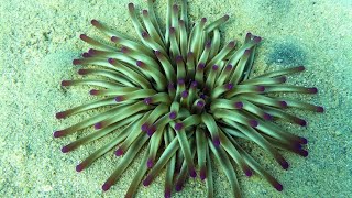 Condylactis Gigantea Anemone  Finding Nemo  Nemos home  Turkish coasts  Aegean Sea [upl. by Tierney]