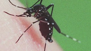 Deadly cases of EEE from mosquitoes put Maine health officials on alert [upl. by Denn]