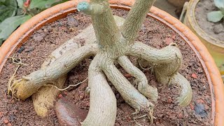 Adenium root training ।। Cutting amp Repotting🪴 [upl. by Asabi896]