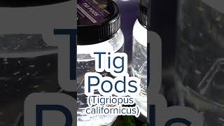 Tig Pods Tigriopus Californicus [upl. by Enaht922]