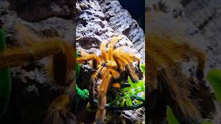 Pterinochilus murinus tarantulasoftheworld shortsvideo youtubeshorts shorts orange venomous [upl. by Aziza]