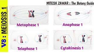 Meiosis 1  Stages of Meiosis 1 part 2  Metaphase 1 Anaphase 1 Telophase 1 amp Cytokinesis 1 [upl. by Eesac]