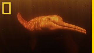 Pink River Dolphins  Untamed Americas [upl. by Nosloc684]