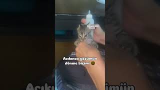 Afiyet olsun kuzum 😻 catvideos cat kedisesi kedi 🎥betulbet [upl. by Myrilla]