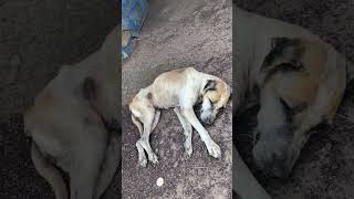 Stray dogs are emaciated and sick animals doglover petlovers nature [upl. by Shum]