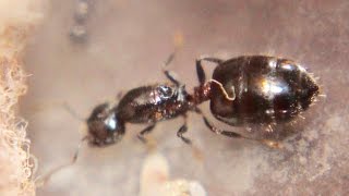 Crematogaster lineolata [upl. by Corabella]