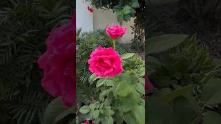 Rose flower♥️roseplant shortsfeed plants mygardening ytshorts viral rose flower [upl. by Ainaznat87]