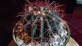 Ferocactus gracilis [upl. by Coucher70]