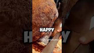 HORSE Got BITTEN BY A Snake  horse animals hoof [upl. by Ez]