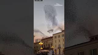 ‘Breathtaking’ starling murmuration captured in Italy [upl. by Dobrinsky]