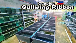 quotGuppy meal farmquot22 Yrs old Kumikita sa pagbebenta ng Guppy isda  Sta Cruz laguna😱 [upl. by Assej]